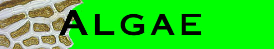 algae.jpg (18744 bytes)