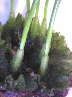 anth01cm.jpg (22377 bytes)