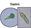 euglenacm3.jpg (9275 bytes)