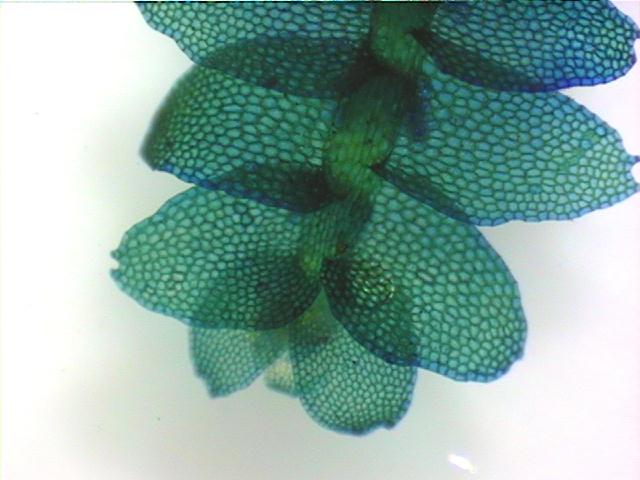 incublv.jpg (39217 bytes)