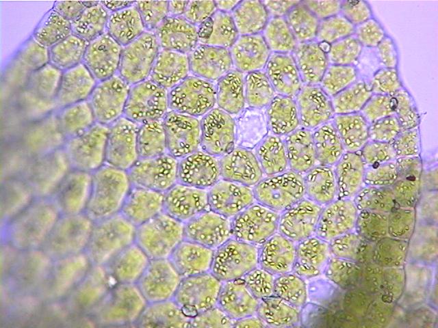 lejsha.jpg (67506 bytes)