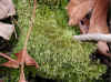 leucobryum02.jpg (90480 bytes)