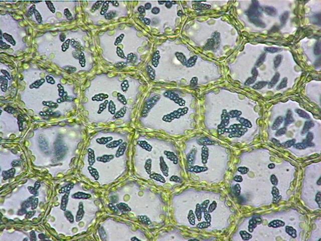 oilbod3.jpg (76748 bytes)