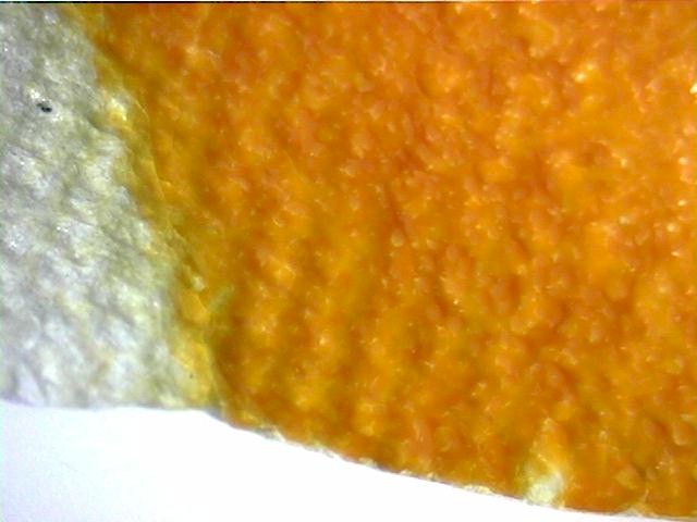 physcler.jpg (50438 bytes)