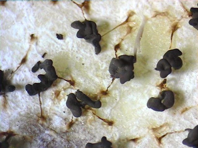 physspg.jpg (72131 bytes)