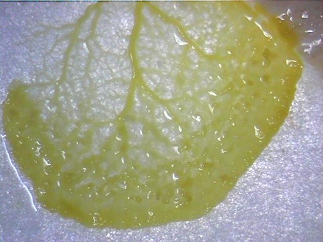 plasm1.jpg (64785 bytes)