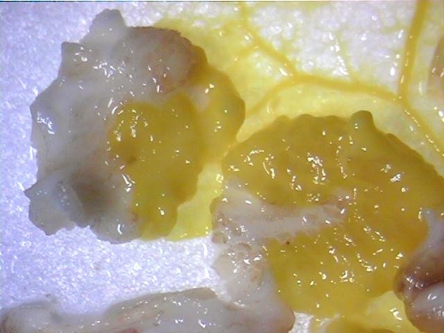 plasm2.jpg (56679 bytes)