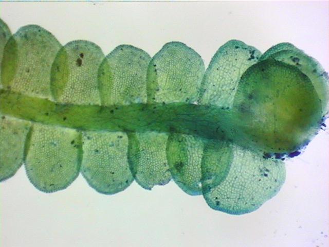 sucublv.jpg (38890 bytes)