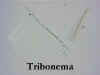 tribocmb.jpg (36480 bytes)